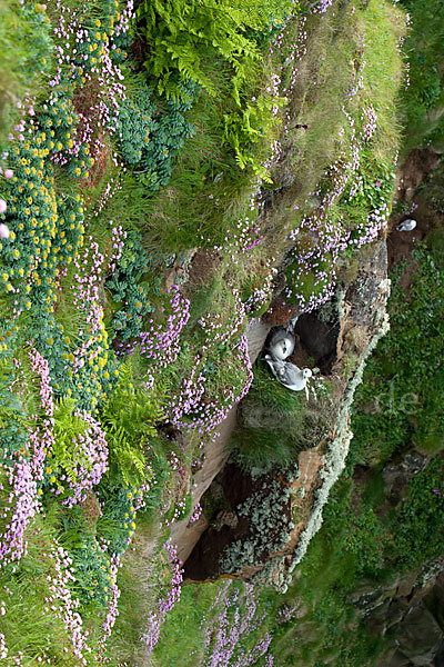 Eissturmvogel (Fulmarus glacialis)