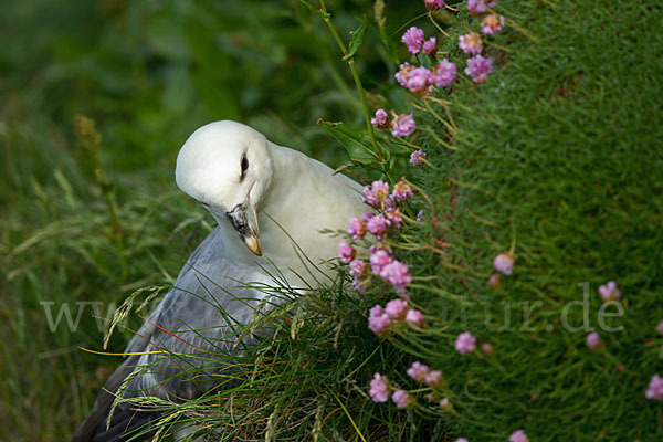 Eissturmvogel (Fulmarus glacialis)