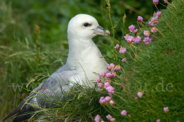 Eissturmvogel (Fulmarus glacialis)