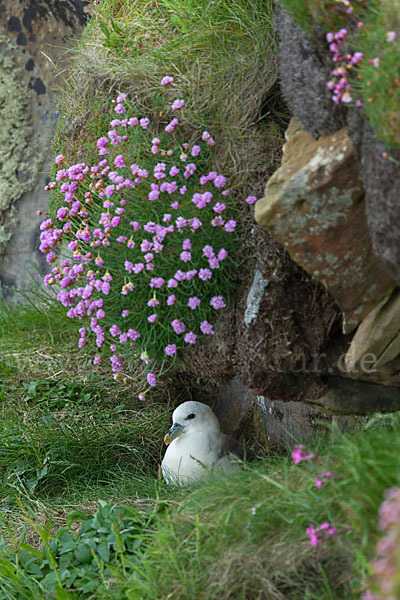 Eissturmvogel (Fulmarus glacialis)