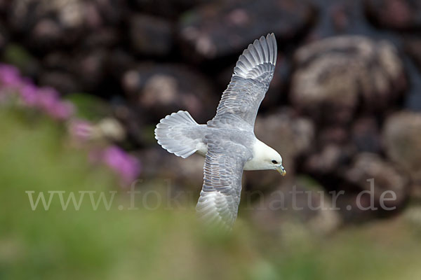 Eissturmvogel (Fulmarus glacialis)