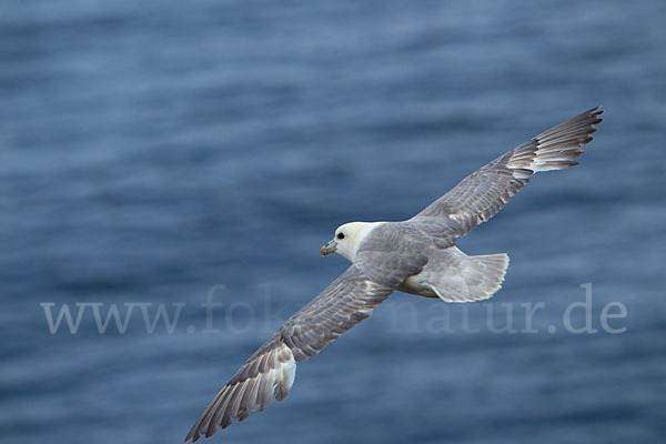 Eissturmvogel (Fulmarus glacialis)