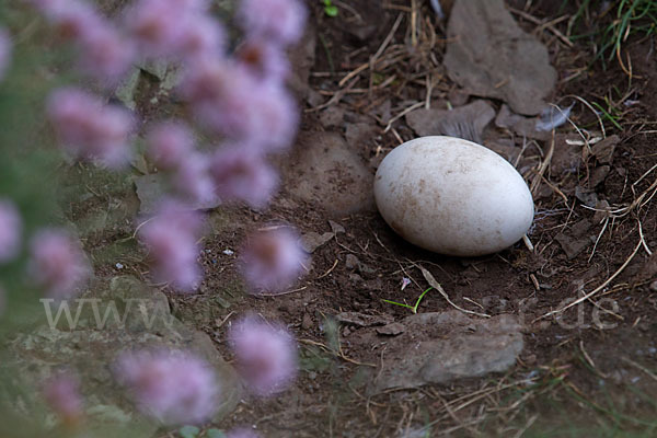 Eissturmvogel (Fulmarus glacialis)