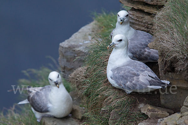 Eissturmvogel (Fulmarus glacialis)