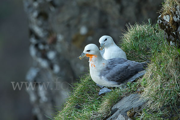 Eissturmvogel (Fulmarus glacialis)