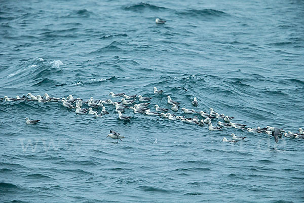 Eissturmvogel (Fulmarus glacialis)