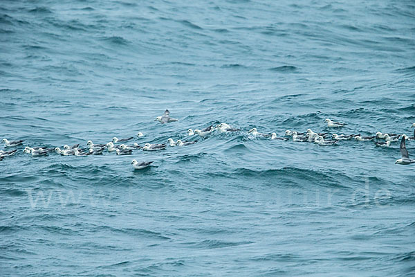 Eissturmvogel (Fulmarus glacialis)