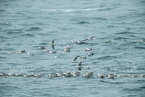 Eissturmvogel (Fulmarus glacialis)