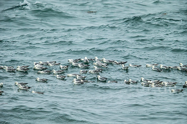 Eissturmvogel (Fulmarus glacialis)