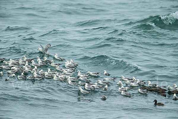 Eissturmvogel (Fulmarus glacialis)