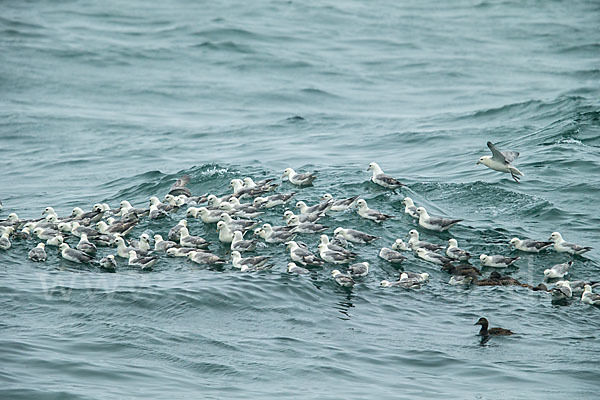 Eissturmvogel (Fulmarus glacialis)