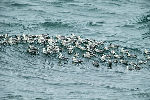 Eissturmvogel (Fulmarus glacialis)