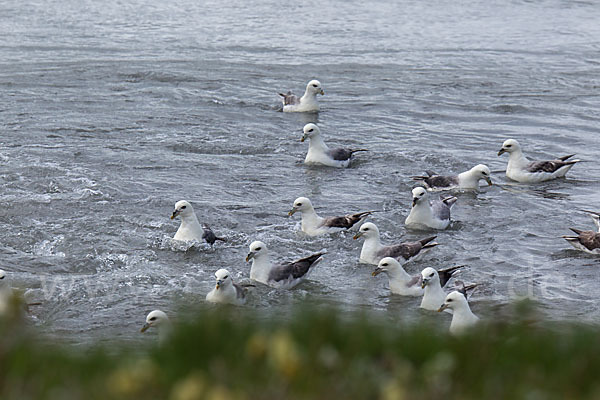 Eissturmvogel (Fulmarus glacialis)