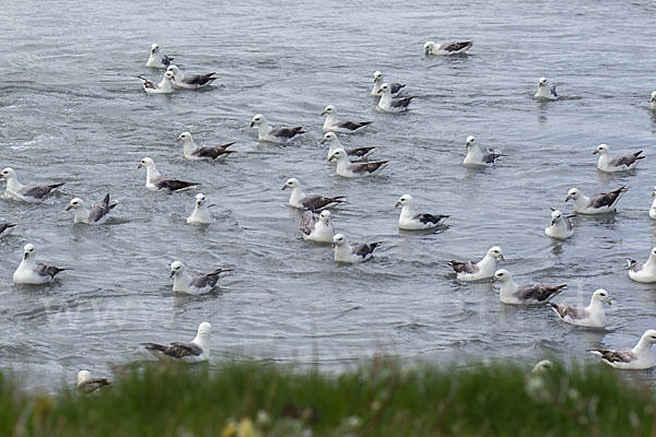 Eissturmvogel (Fulmarus glacialis)