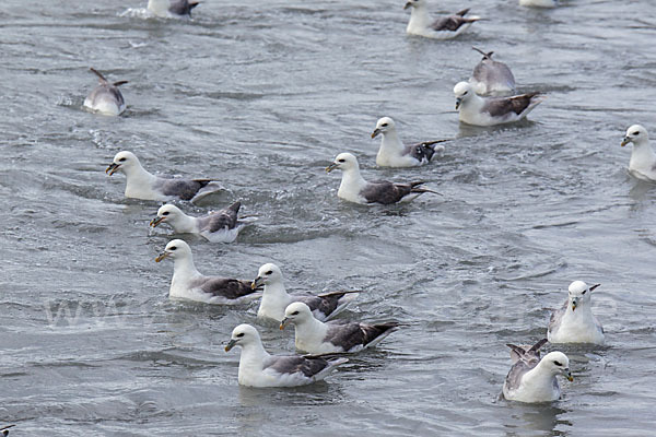 Eissturmvogel (Fulmarus glacialis)