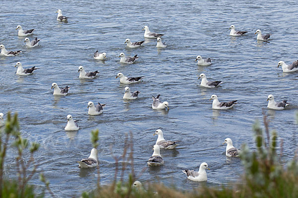 Eissturmvogel (Fulmarus glacialis)