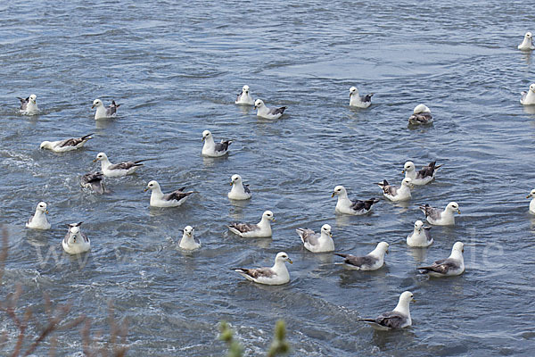 Eissturmvogel (Fulmarus glacialis)