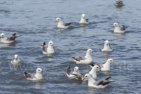 Eissturmvogel (Fulmarus glacialis)