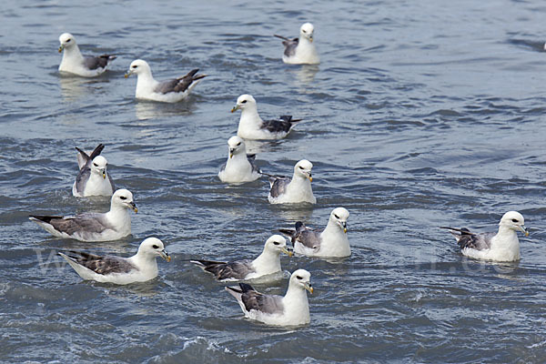 Eissturmvogel (Fulmarus glacialis)