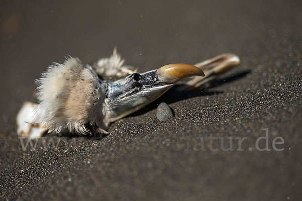 Eissturmvogel (Fulmarus glacialis)