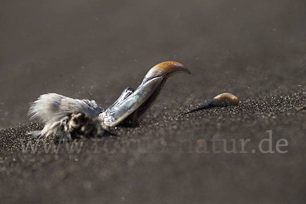 Eissturmvogel (Fulmarus glacialis)