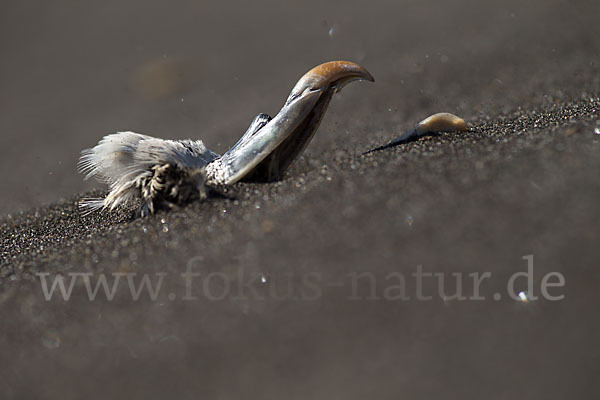 Eissturmvogel (Fulmarus glacialis)