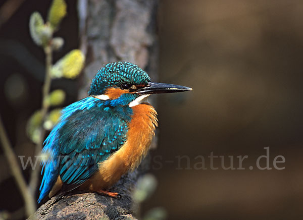 Eisvogel (Alcedo atthis)