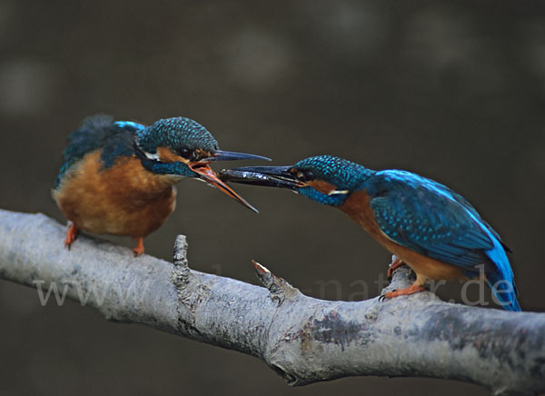 Eisvogel (Alcedo atthis)