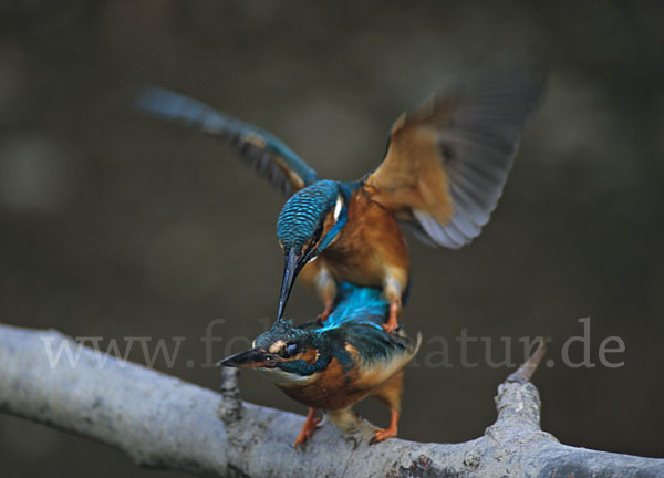 Eisvogel (Alcedo atthis)