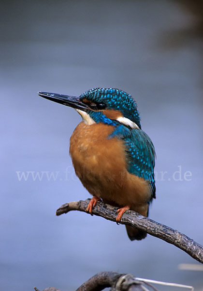 Eisvogel (Alcedo atthis)