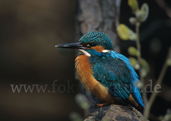 Eisvogel (Alcedo atthis)