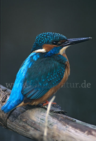 Eisvogel (Alcedo atthis)