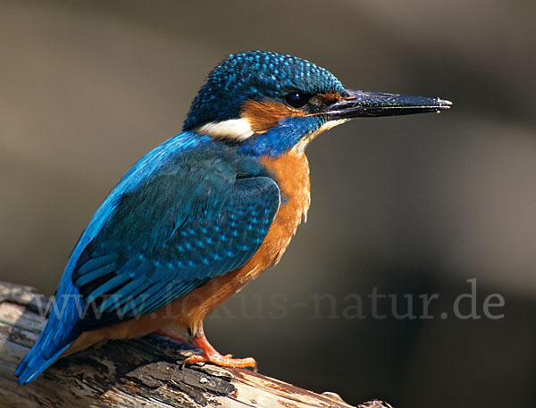 Eisvogel (Alcedo atthis)