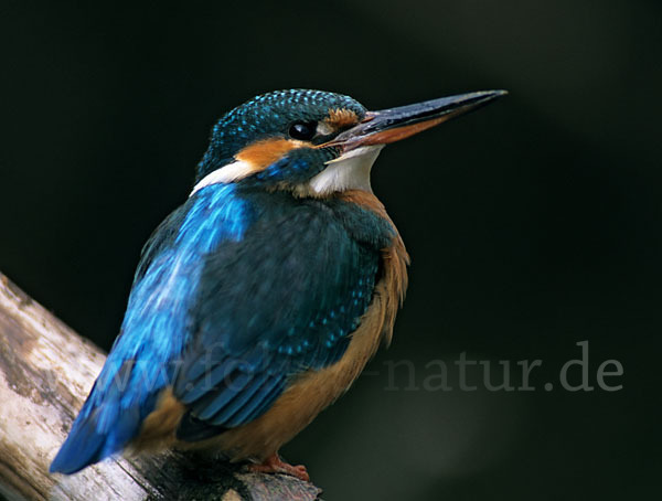 Eisvogel (Alcedo atthis)