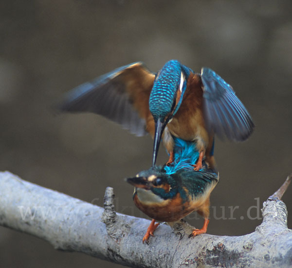 Eisvogel (Alcedo atthis)