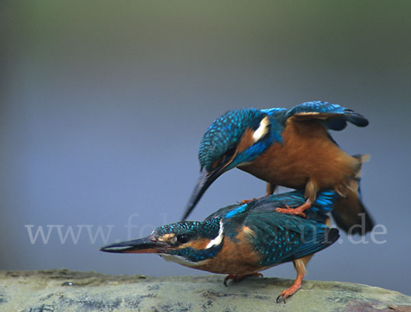 Eisvogel (Alcedo atthis)