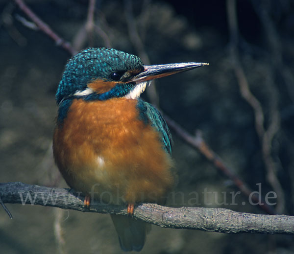 Eisvogel (Alcedo atthis)