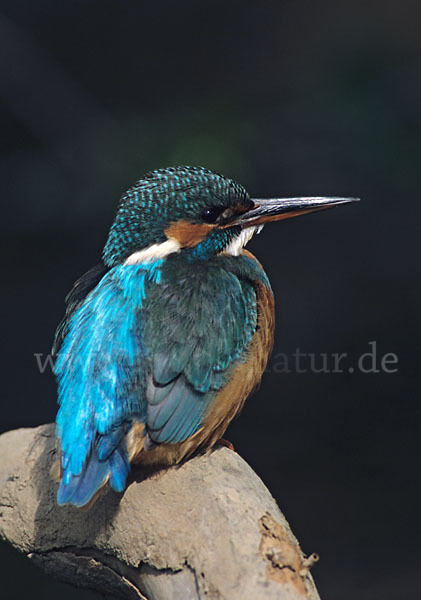 Eisvogel (Alcedo atthis)