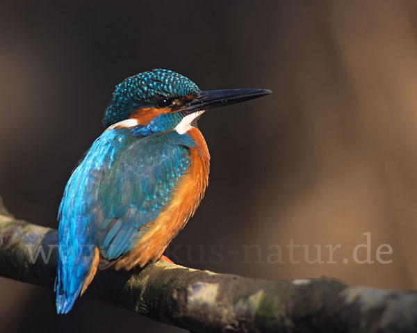 Eisvogel (Alcedo atthis)