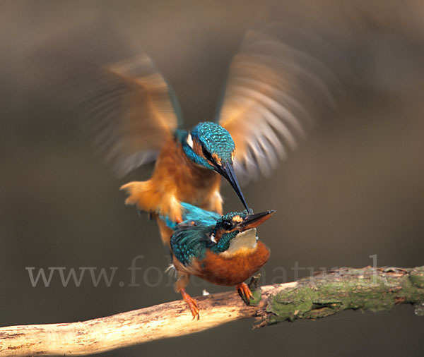 Eisvogel (Alcedo atthis)