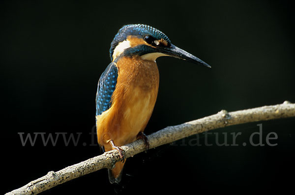 Eisvogel (Alcedo atthis)