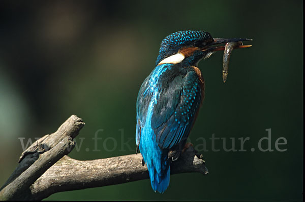 Eisvogel (Alcedo atthis)