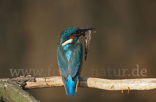 Eisvogel (Alcedo atthis)