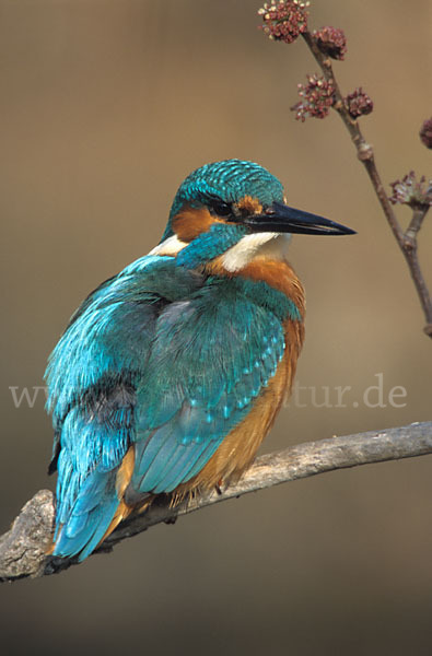 Eisvogel (Alcedo atthis)