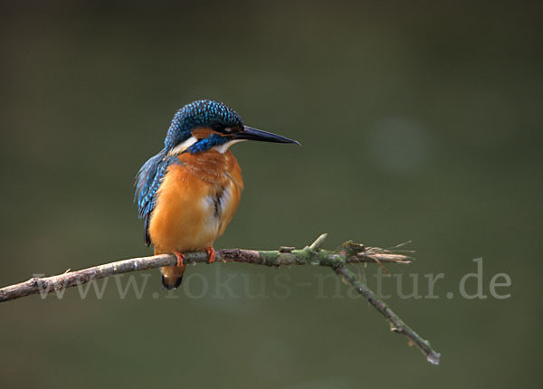 Eisvogel (Alcedo atthis)