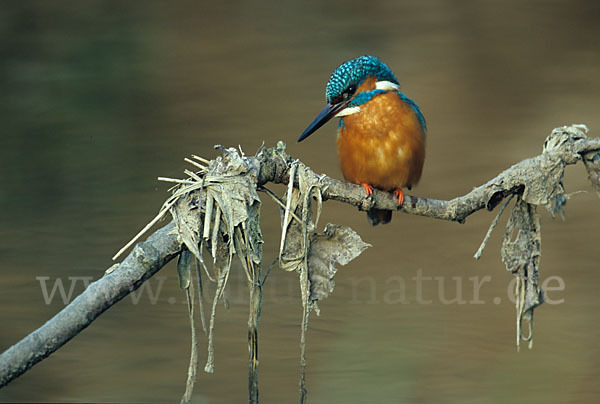 Eisvogel (Alcedo atthis)