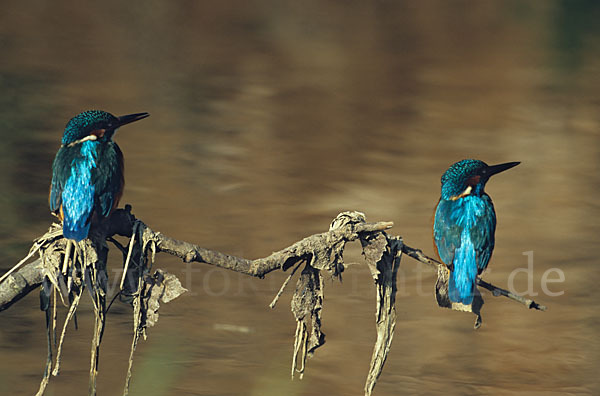 Eisvogel (Alcedo atthis)