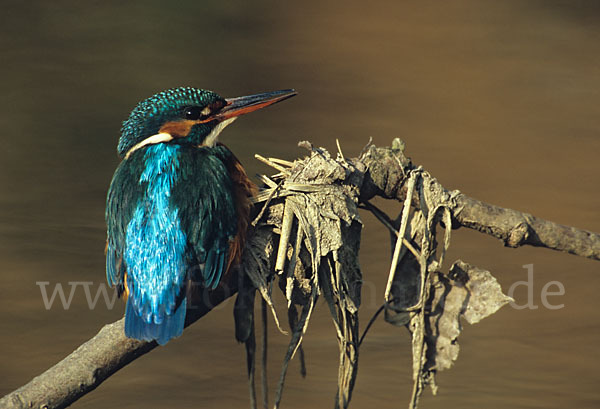 Eisvogel (Alcedo atthis)