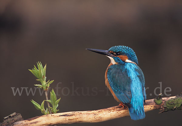 Eisvogel (Alcedo atthis)