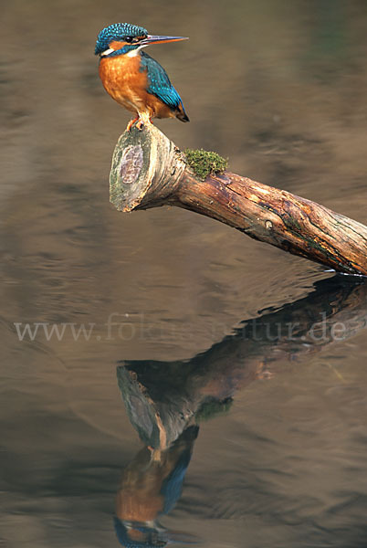 Eisvogel (Alcedo atthis)